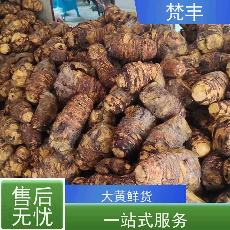梵丰 大黄驯化技术 现挖 好种 易成活 长期供应 诚信经营