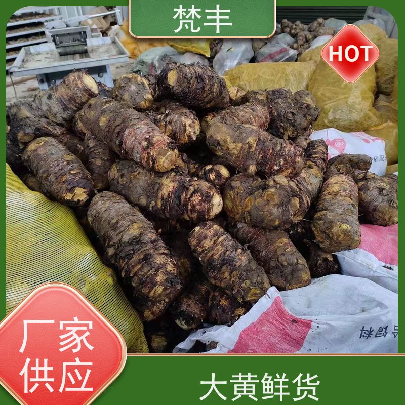 梵丰 大黄驯化苗 现挖 好种 易成活 基地直发 供货及时