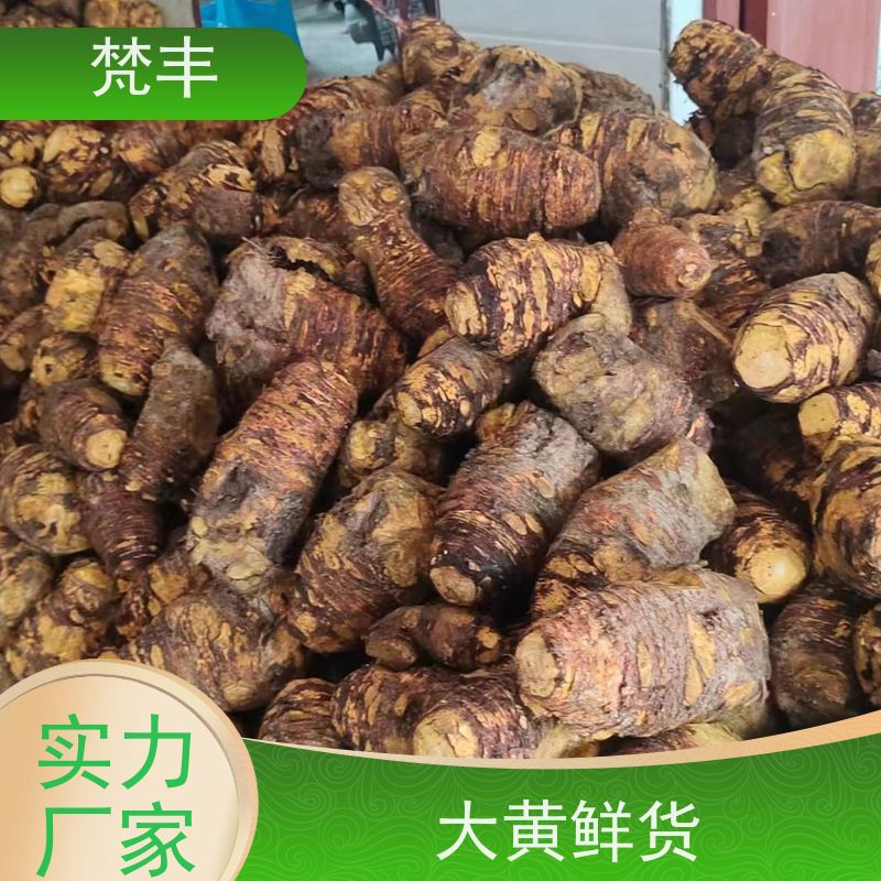 梵丰 大黄驯化种子 现挖 好种 易成活 库存充足 切片加工