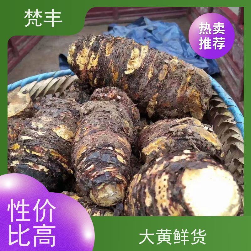 梵丰 大黄基地 抗虫害全国发货 库存充足 厂家供应