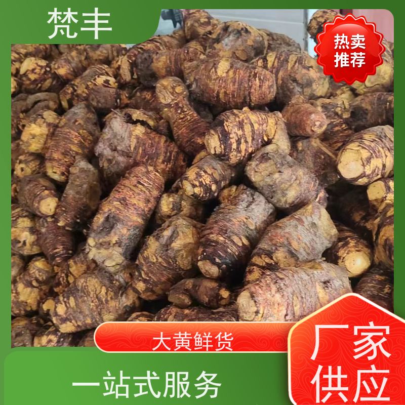 梵丰 大黄驯化技术 手选大片原材料 基地直发 供货及时