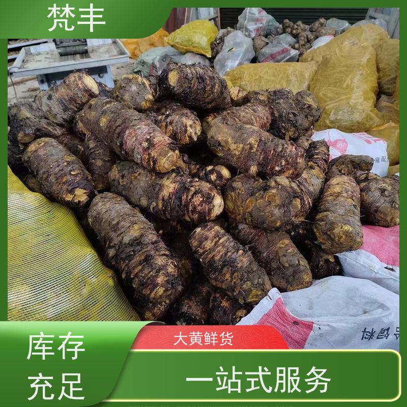 梵丰 大黄种植技术 现挖 好种 易成活 库存充足 切片加工