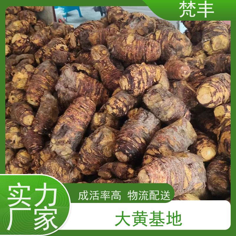 梵丰 大黄驯化技术 现挖 好种 易成活 在线接单 物流配送 