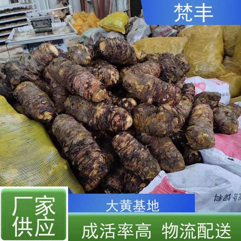 梵丰 大黄驯化苗 手选大片原材料 长期供应 诚信经营