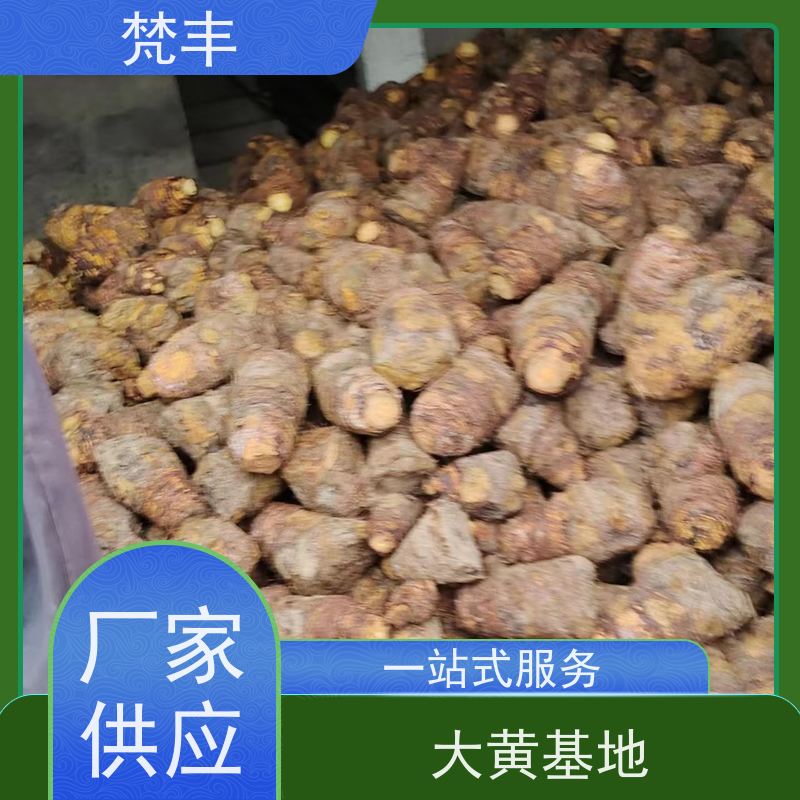 梵丰 大黄驯化种子 原产地 种植基地 库存充足 切片加工