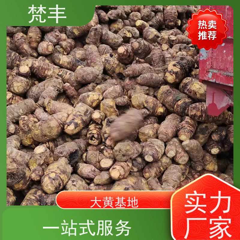 梵丰 大黄驯化种子 各种规格支持过筛 长期供应 诚信经营