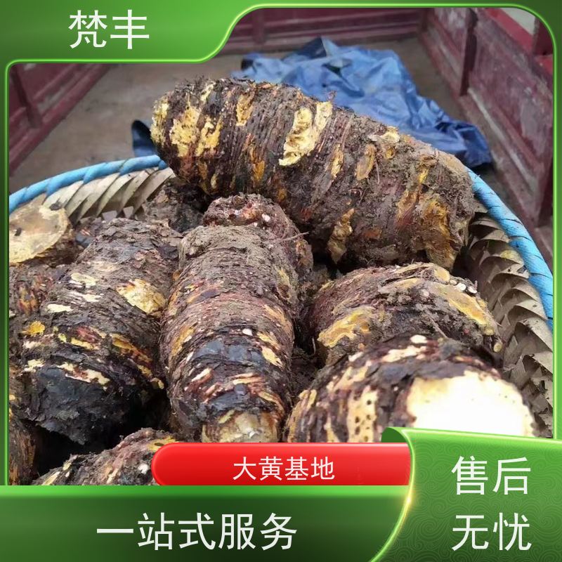 梵丰 大黄管理方法 成活率高 品质好 库存充足 厂家供应