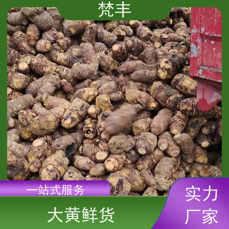 梵丰 大黄鲜货 各种规格支持过筛 库存充足 切片加工