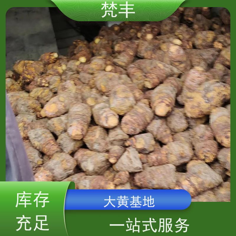 梵丰 大黄鲜货 手选大片原材料 长期供应 诚信经营