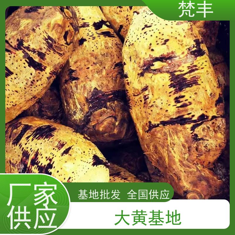 梵丰 马蹄大黄苗 现挖 好种 易成活 库存充足 切片加工