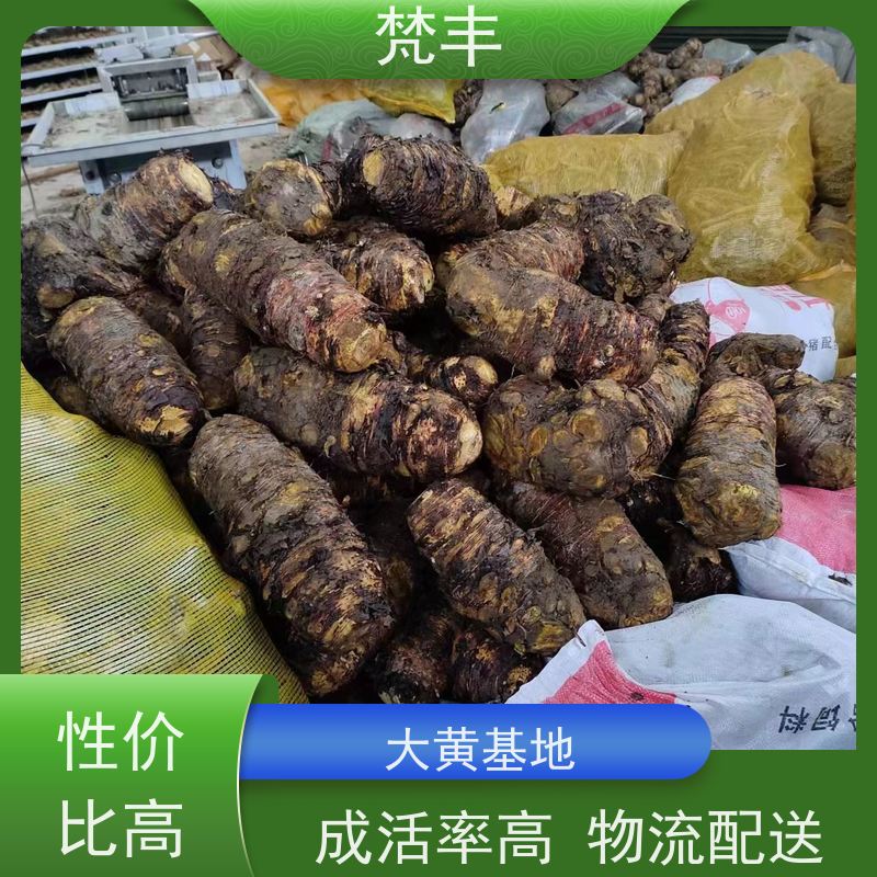 梵丰 大黄种植 手选大片原材料 库存充足 切片加工