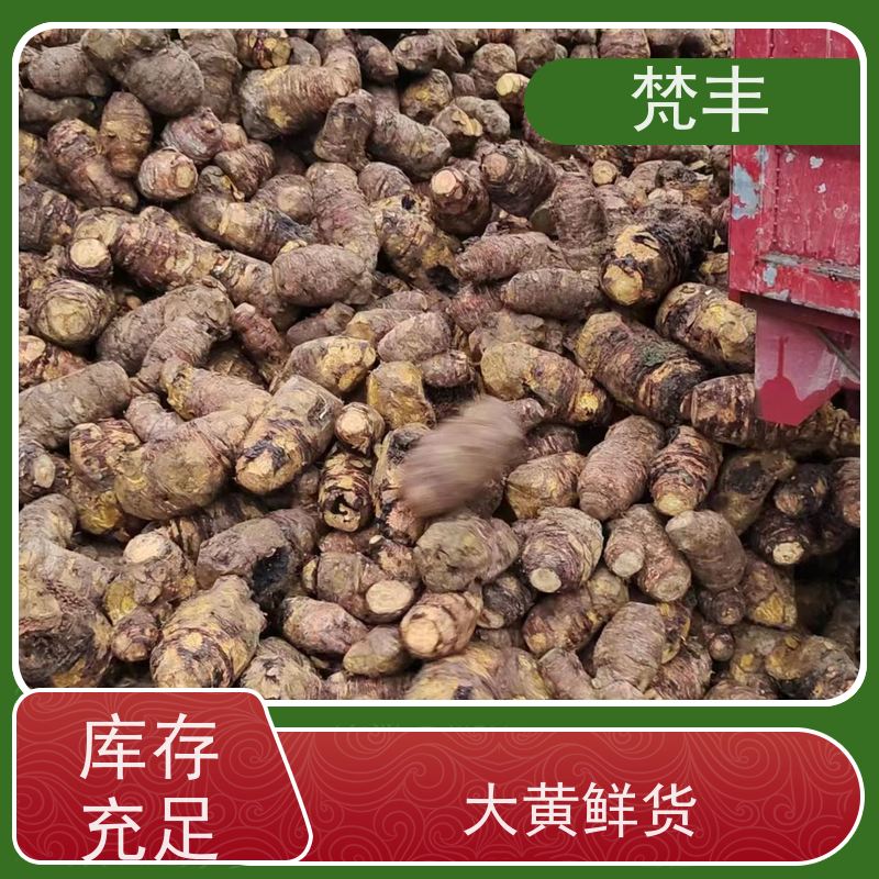 梵丰 大黄鲜货 现挖 好种 易成活 库存充足 厂家供应