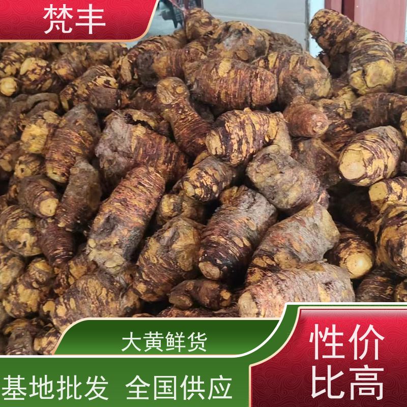 梵丰 大黄基地 手选大片原材料 库存充足 厂家供应