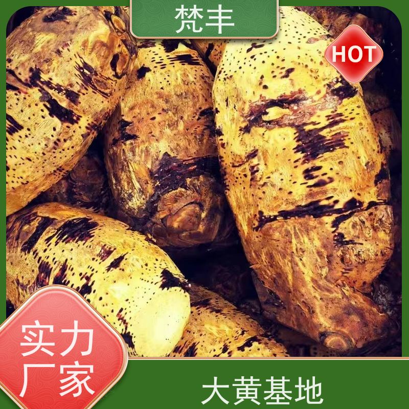 梵丰 大黄驯化种子 原产地 种植基地 欢迎来电洽谈