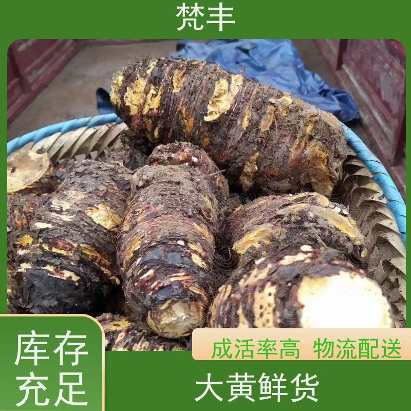 梵丰 大黄产地 各种规格支持过筛 长期供应 诚信经营