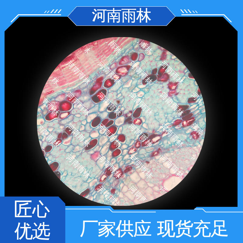 雨林教育工程 可后期加工 实验切片 一对一质检 厂家销售