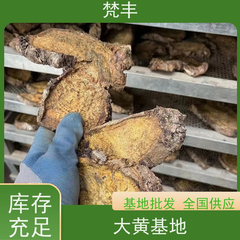 梵丰 大黄管理方法 成活率高 品质好 基地直发 供货及时