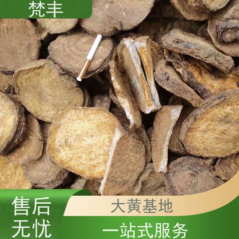 梵丰 大黄种子 成活率高 品质好 在线接单 物流配送 