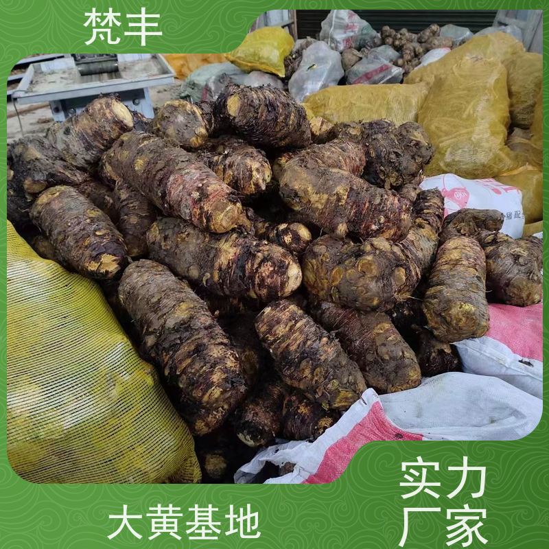 梵丰 大黄驯化苗 手选大片原材料 长期供应 诚信经营