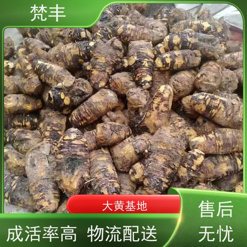 梵丰 大黄基地 中药材苗容易种活 欢迎来电洽谈