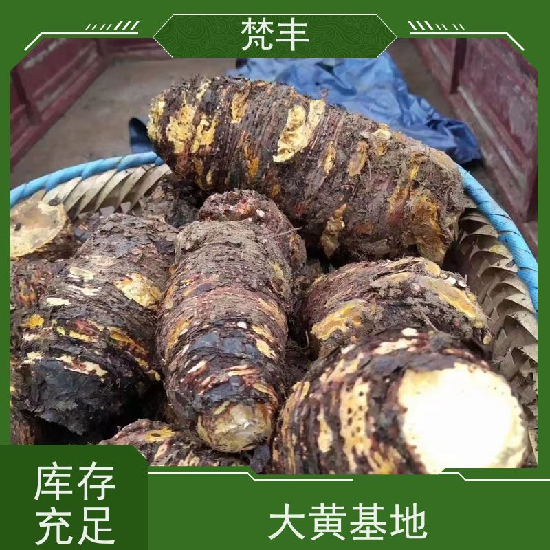 梵丰 大黄驯化种子 手选大片原材料 长期供应 诚信经营