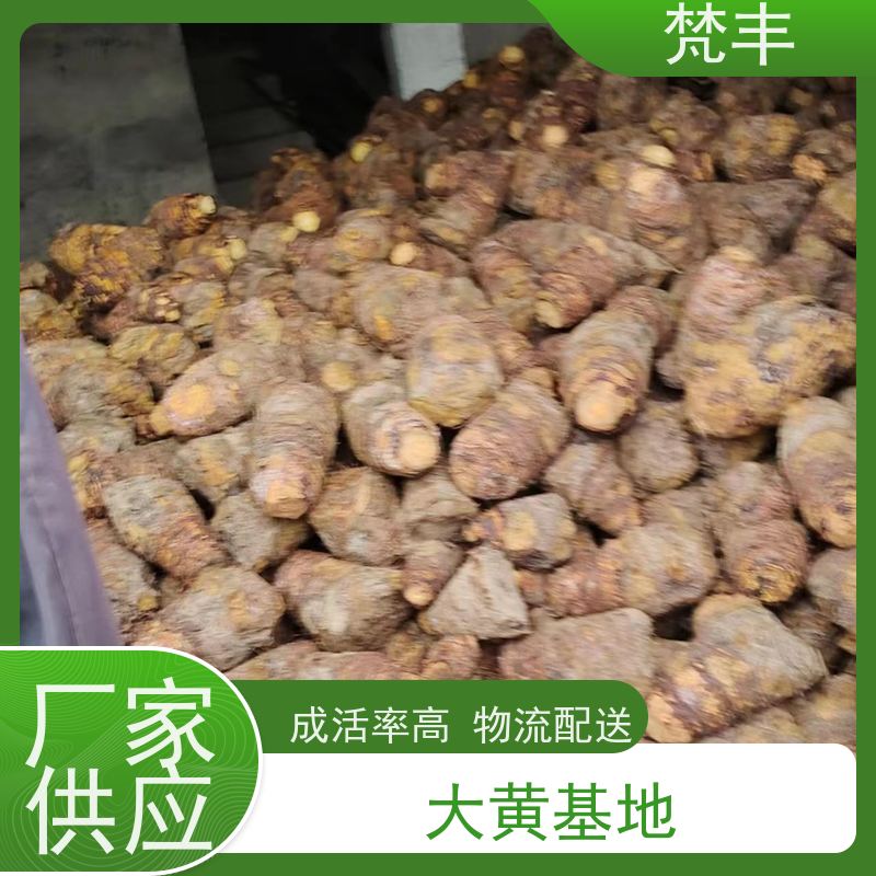 梵丰 大黄鲜货 各种规格支持过筛 在线接单 物流配送 