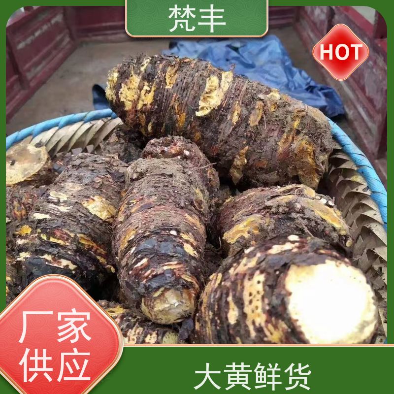 梵丰 大黄种植技术 各种规格支持过筛 在线接单 物流配送 