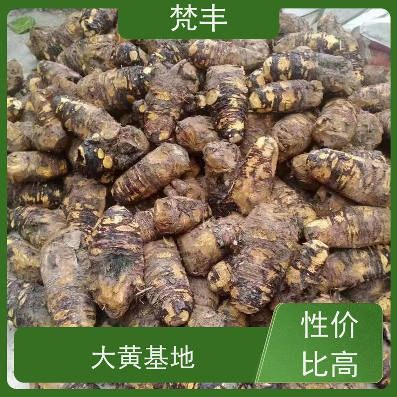 梵丰 大黄专用除草剂 抗虫害全国发货 长期供应 诚信经营