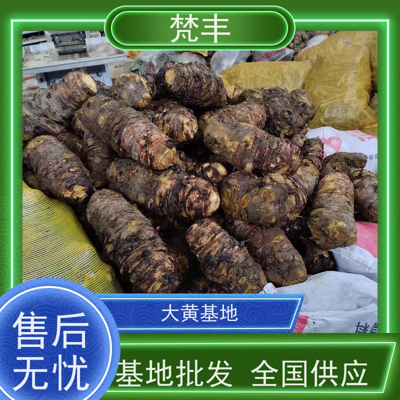 梵丰 大黄鲜货 中药材苗容易种活 库存充足 厂家供应