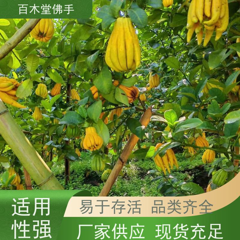 百木堂 广佛手苗 生长环境适应性强 道路绿化行道苗