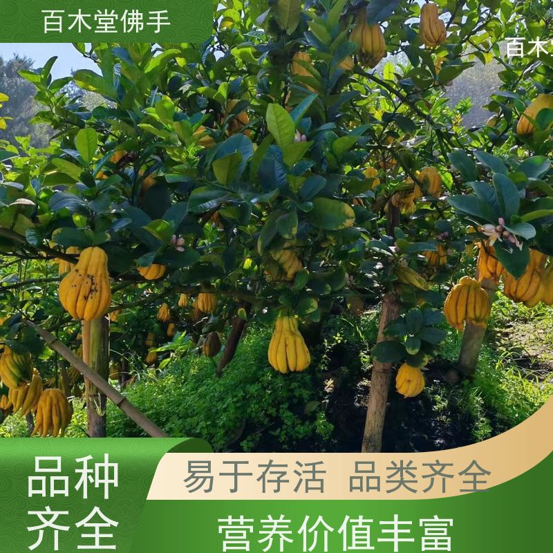 百木堂 广佛手苗 造型优美 易成活 种苗基地直供