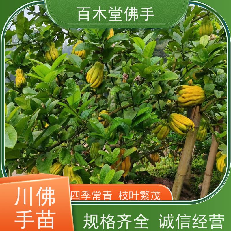 百木堂 金佛手苗 树形丰富 成活率高 道路绿化行道苗