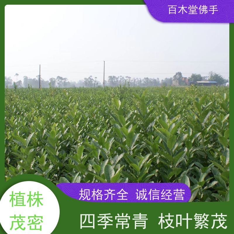 百木堂 广佛手苗 生长环境适应性强 城市景观绿化树 