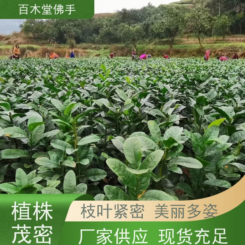 百木堂 川佛手苗种植技术 树形丰富 成活率高 用于庭院装饰