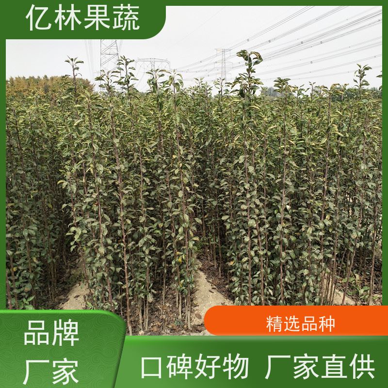 亿林苗木 黄桃苗 嫁接技术指导 抗寒能力强 果实饱满味道好