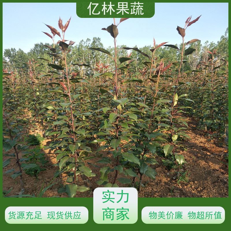 基地供应 黄桃苗 南北方种植 桃树果树苗 果实饱满味道好