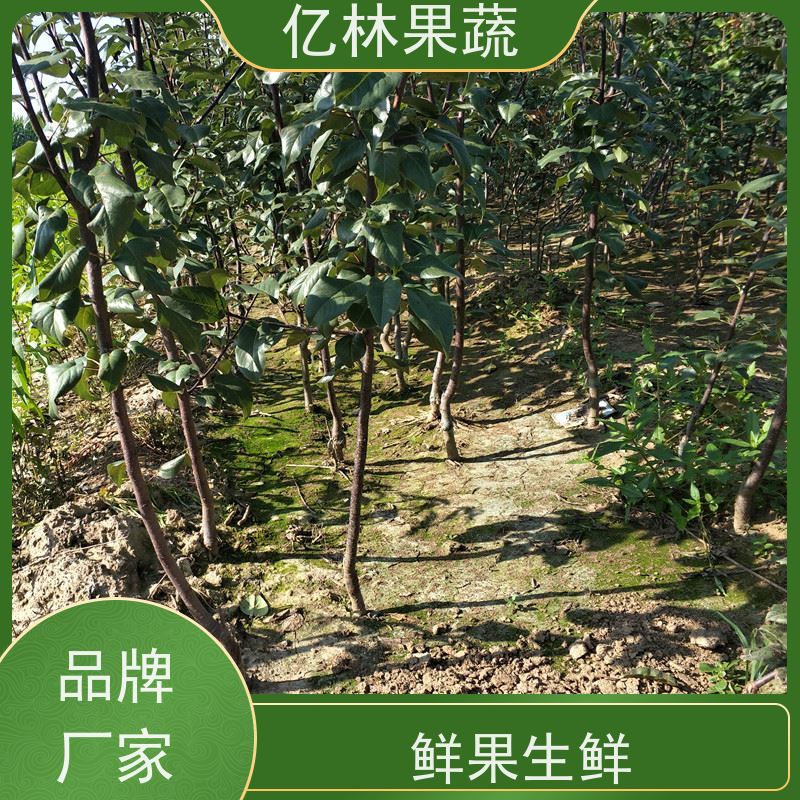 亿林苗木 秋彤桃 现挖现发 口感香甜 果实饱满味道好