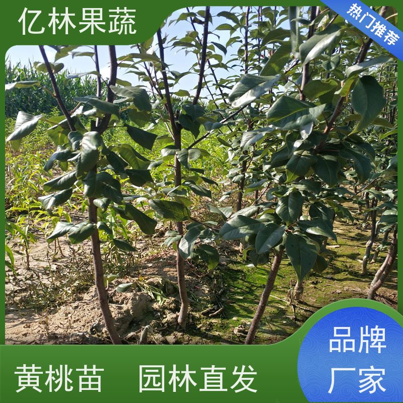 基地供应 油桃苗 南北方种植 桃树果树苗 果实饱满味道好