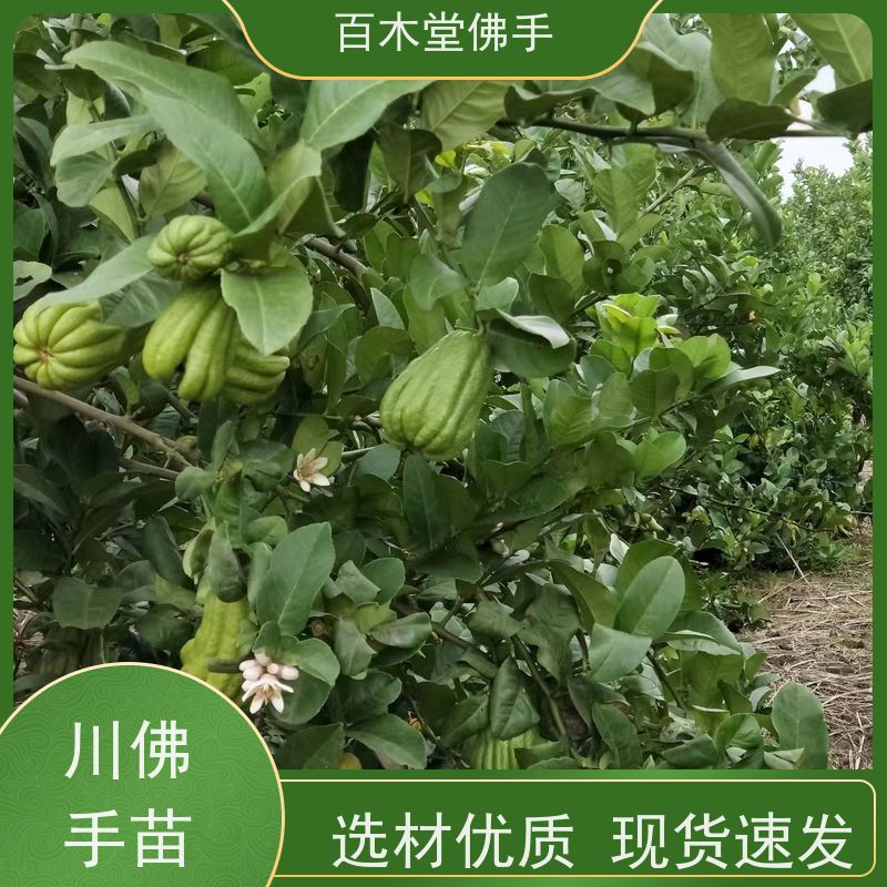 百木堂 广佛手苗 观赏植物 附加值高 用于室内外盆景