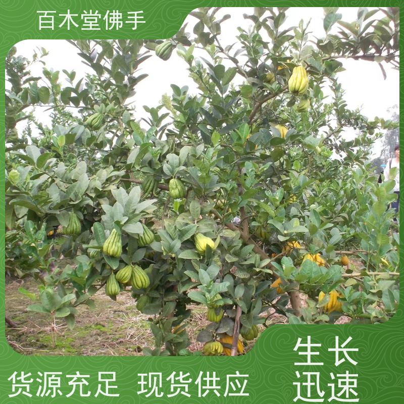 百木堂 佛手柑苗基地 适用性强 规格齐全 生长迅速