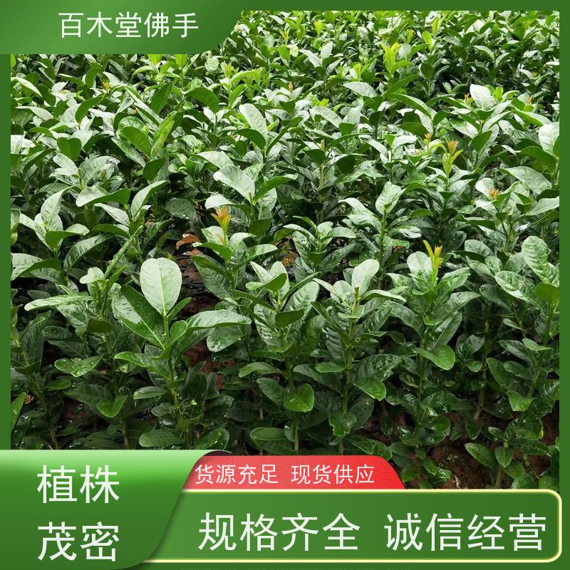 百木堂 万 州佛手 高成活率 较耐干旱 用于庭院装饰