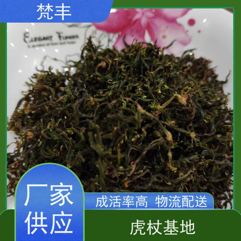 梵丰 虎杖驯化技术 无硫熏蒸 长期供应 诚信经营
