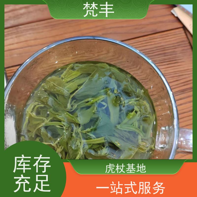 梵丰 虎杖管理方法 提供种植技术 长期供应 诚信经营