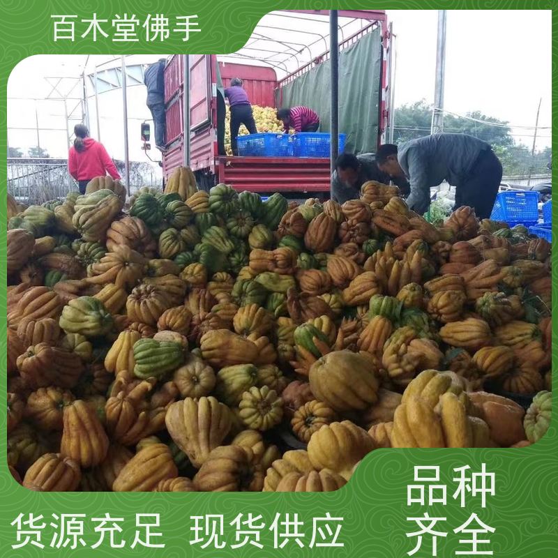 百木堂 金 佛手 适用性强 规格齐全 城市景观绿化树 
