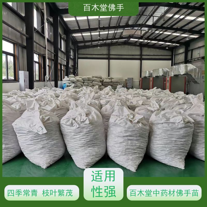 百木堂 金 佛手 观赏植物 附加值高 种苗基地直供