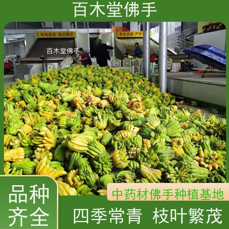 百木堂 广佛手 造型优美 易成活 中药材种植基地 