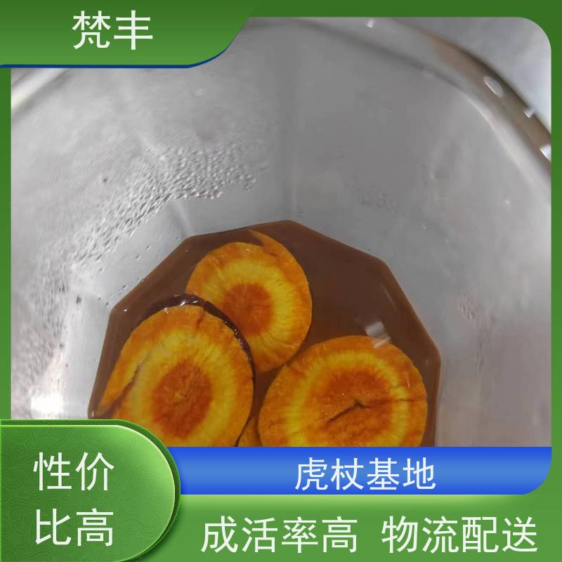 梵丰 虎杖驯化种子 手选大片原材料 在线接单 物流配送 