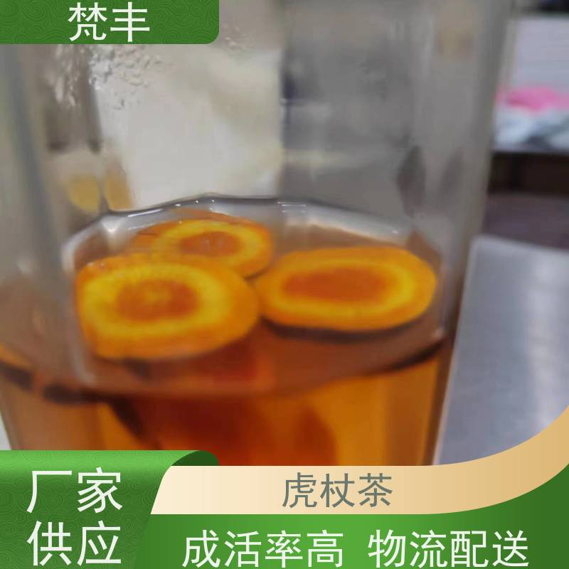 梵丰 虎杖驯化技术 手选大片原材料 在线接单 物流配送 
