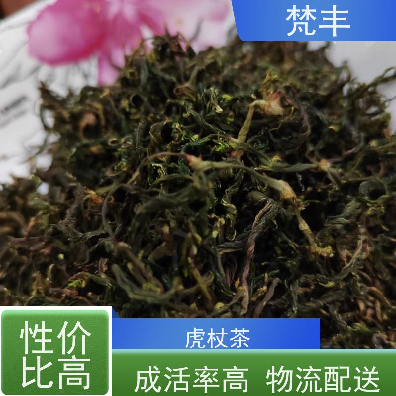 梵丰 虎杖管理方法 阴凉处储存 库存充足 厂家供应