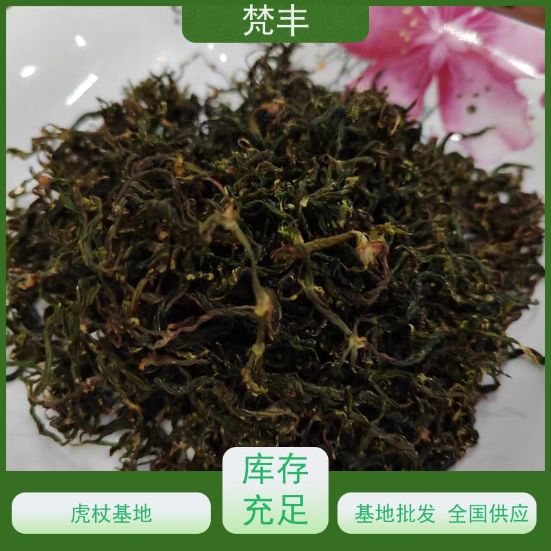 梵丰 虎杖产地 现挖 好种 易成活 基地直发 供货及时